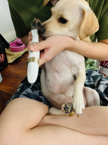 person holding a puppy and using the electric razor to trim paw fur