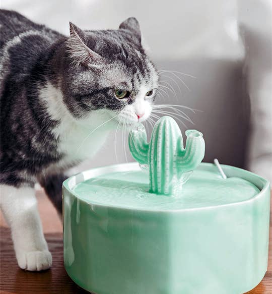 cat drinking out of a light green cactus water fountain