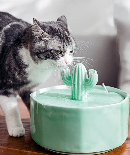 cat drinking out of a light green cactus water fountain