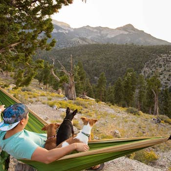 Person and two dogs in a hammock enjoying a mountain view