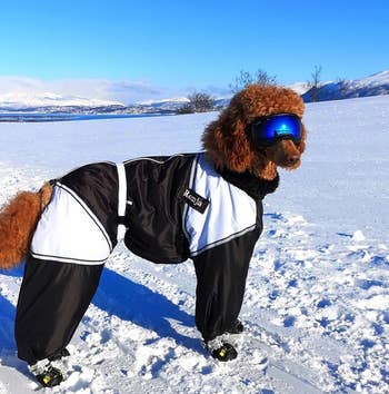 a dog in a black and white snowsuit