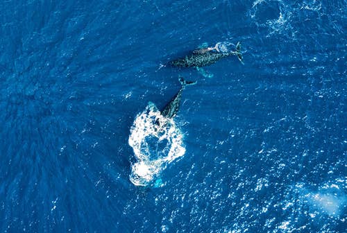 Reviewer drone footage of huge whales in the ocean