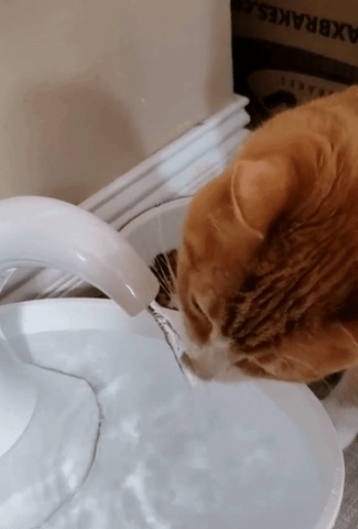 GIF of another reviewer's orange cat drinking from the fountain