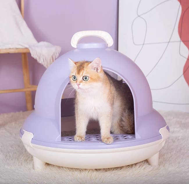 a cat stepping out of the purple litter box