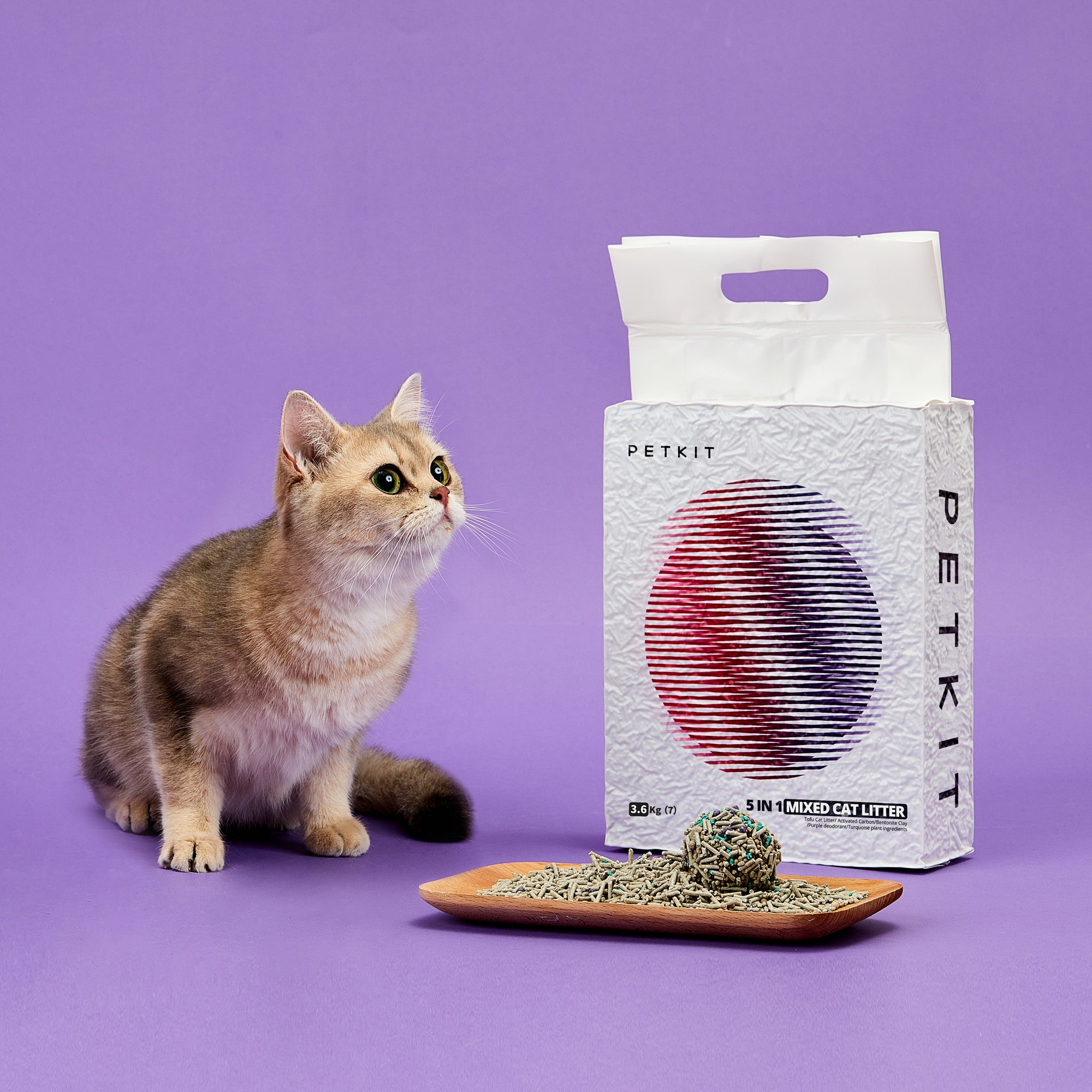Cat with cat littler box
