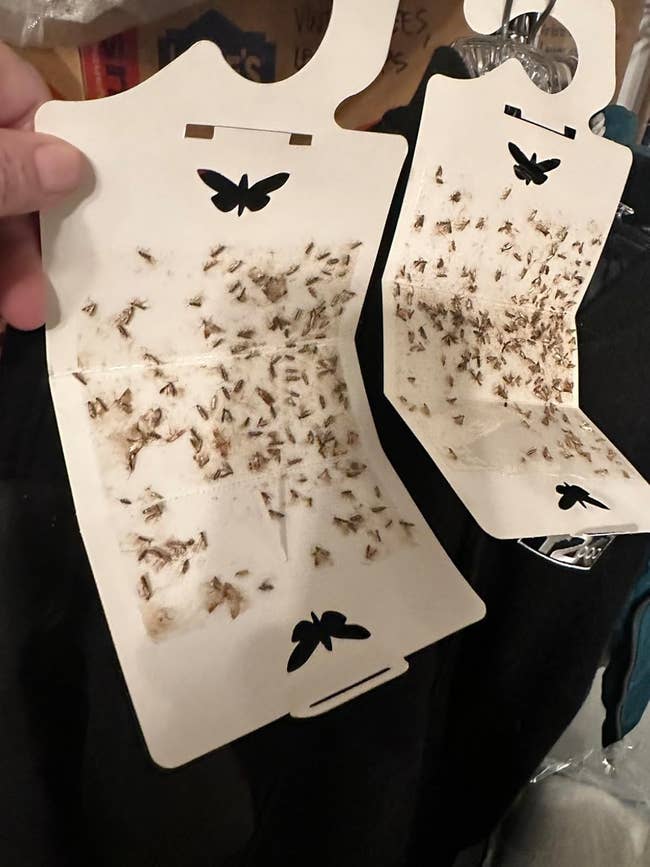 Two sticky moth traps filled with captured moths, highlighting their effectiveness for home pest control in a shopping context