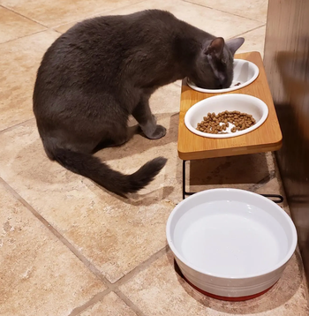different reviewer's grey cat eating from the bowls