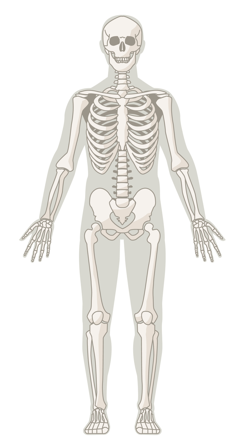Human Skeleton - Unlabeled - Tim's Printables | Human skeleton, Human  skeleton anatomy, Human skeleton model