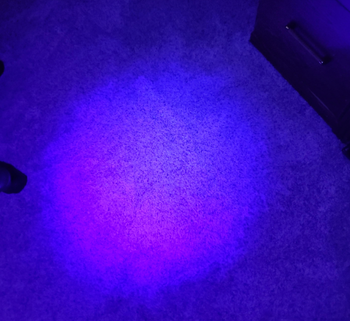 stain after being cleaned. no sign of it under the blacklight.