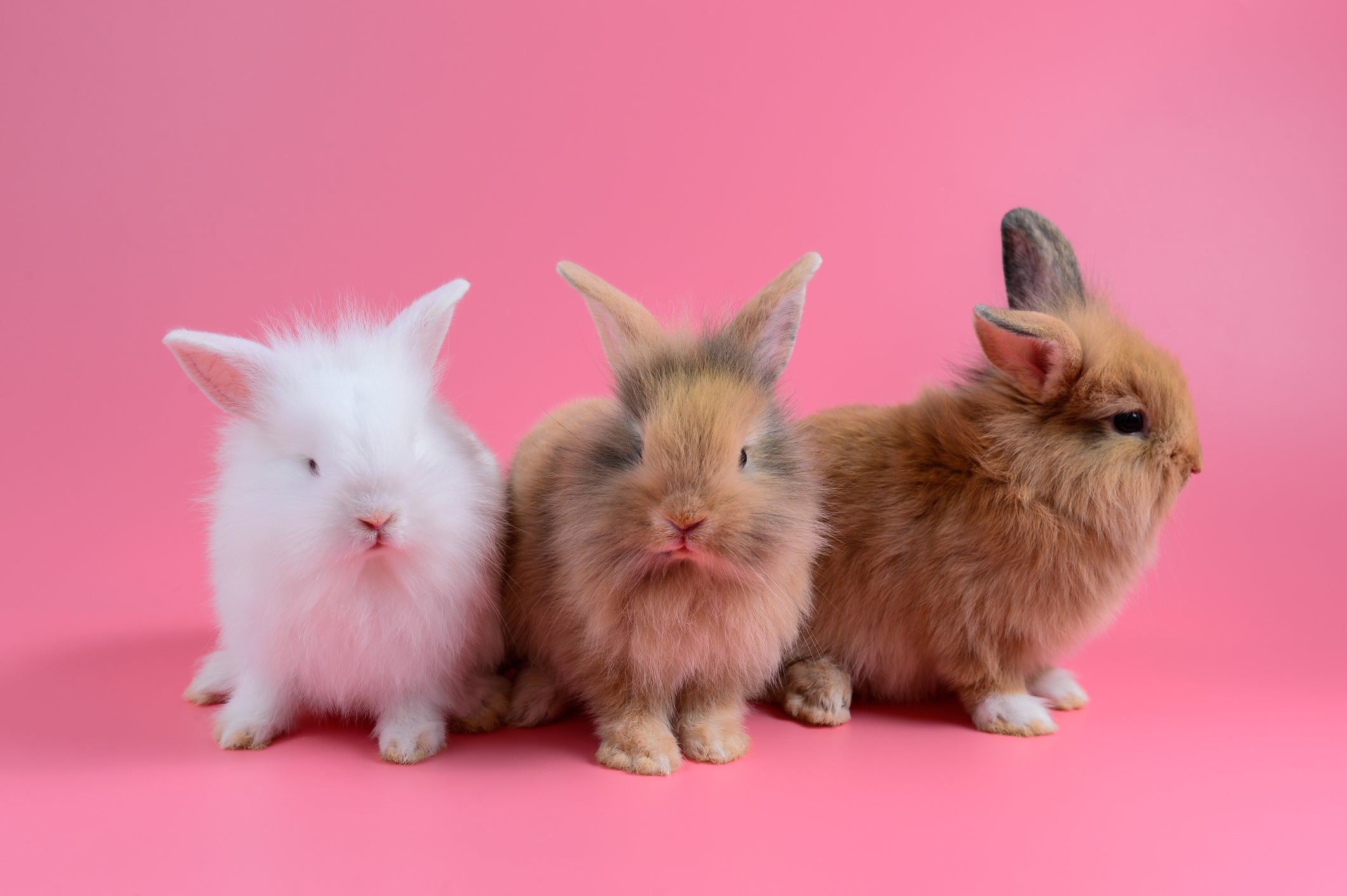 Here Are 13 Baby Animals That You Can Virtually Pet, If That's The Kind Of Thing You Need Right Now Here Are 13 Baby Animals That You Can Virtually Pet, If That's The Kind Of Thing You Need Right Now