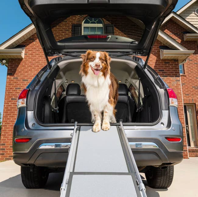Dog happily standing on a ramp leading to an SUV's open trunk outside a suburban house. Ideal for shopping pet travel accessories