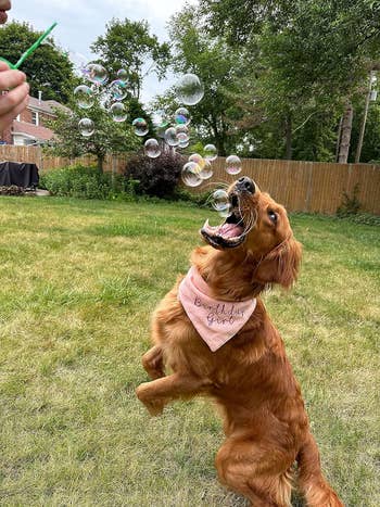 A reviewer's dog catches bubbles