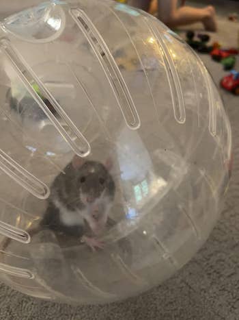 a reviewer's hamster inside the clear ball