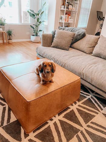 reviewer photo of brown leather ottoman with dachshund puppy on it
