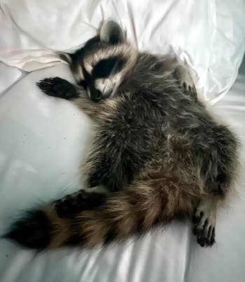 Sleeping raccoon resting connected  a bed, with its eyes closed and paws tucked. Peaceful and relaxed posture