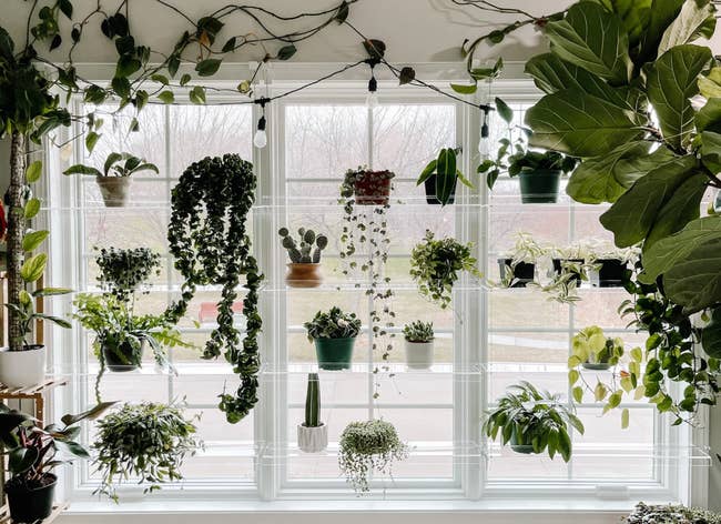 Window with a variety of houseplants on the sill, enhancing home décor for shoppers