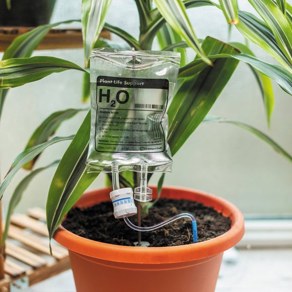 a life support bag full of water drip feeding a houseplant