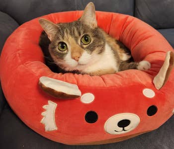Cat lounging successful  an adorable, plush animal-shaped favored  furniture  that resembles a cartoon face, cleanable   for cozy favored  relaxation