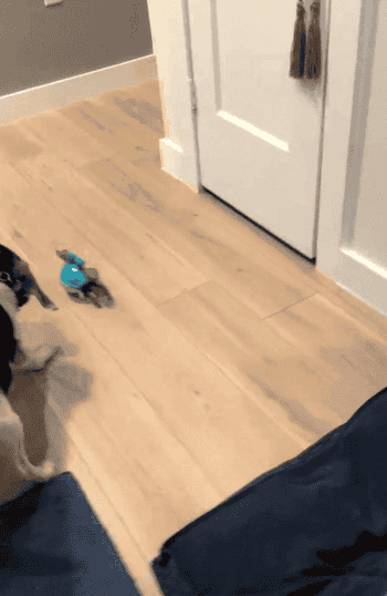 A reviewer's dog chasing the blue crab as it walks from side to side