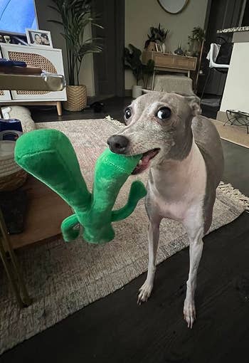 italian greyhound with gumby plush toy