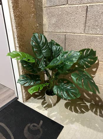 Potted Monstera plant with large, perforated leaves placed near a concrete wall, suitable for indoor decor