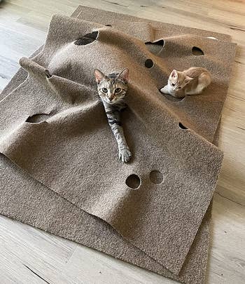 a reviewer's two cats on top of and in the rug