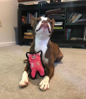 A dog with the toy in the shape of a pig