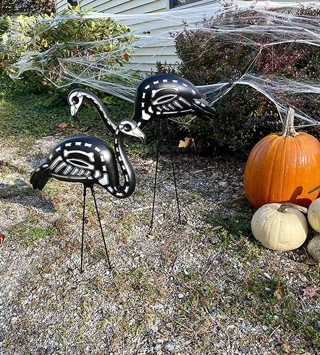 the two skeleton flamingos in a reviewer's yard next to pumpkins and spider webbing