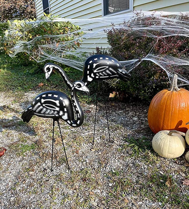 the two skeleton flamingos in a reviewer's yard next to pumpkins and spider webbing