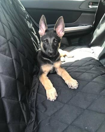Another reviewer's photo of their dog sitting on the black seat cover in the back