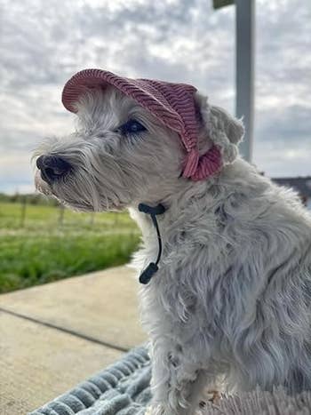 Dog wearing a knitted cap sits outdoors on a patio, looking into the distance with a grassy field in the background