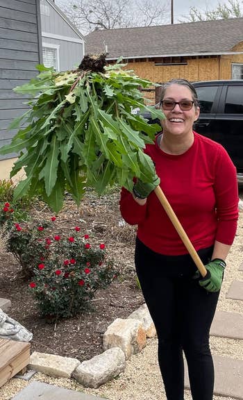Person smiling portion    holding a ample  uprooted weed with gardening tool