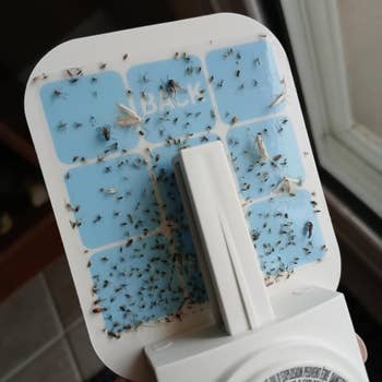 Fly trap afloat  of trapped insects, showcasing its effectiveness. Rectangular sticky pad with removable handle, utilized  for indoor pest control