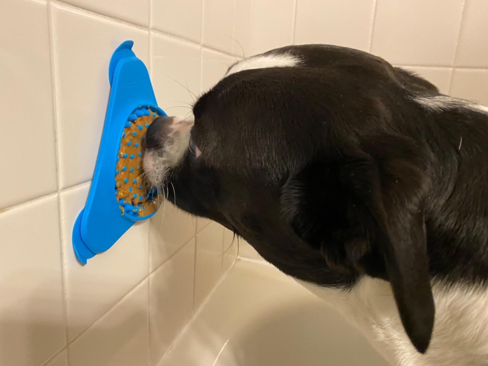 a reviewer's dog licking PB off the blue lickmat