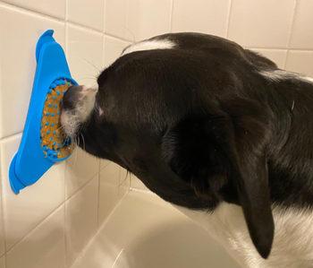 a reviewer's dog licking PB off the blue lickmat 