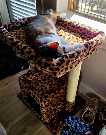 Cat lounging connected  a leopard-print feline  histrion   adjacent   a window, with shoes and patterned cloth  nearby