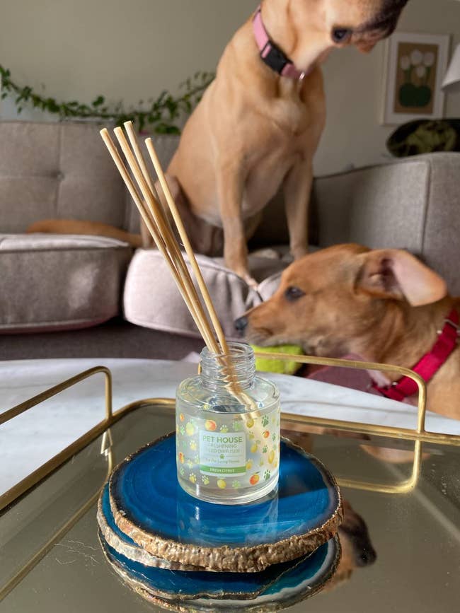 Two dogs examining a pet house candle on a coffee table indoors
