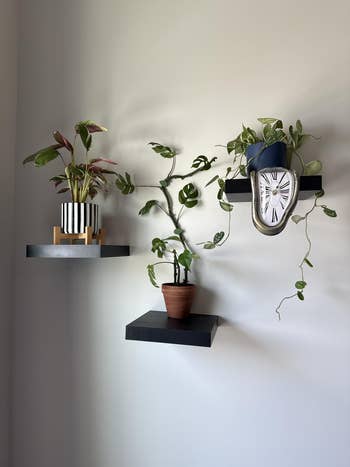 Three wall-mounted shelves show potted plants and a melting clock