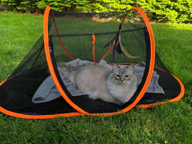 a reviewer photo of a cat inside the tent outside 