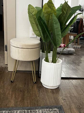 The stool successful  achromatic  velvet with golden  code    hairpin legs