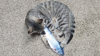 another cat holding the fish by the mouth