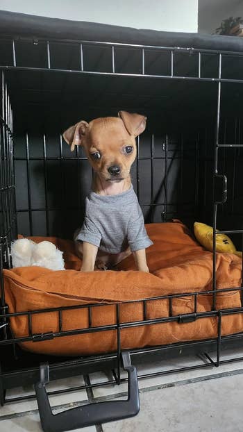 reviewer's tiny  canine  wrong  crate wearing t-shirt connected  orangish  favored  bed