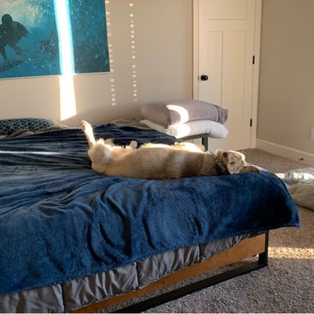 reviewer photo of mattress and bed frame, with dog lying on it
