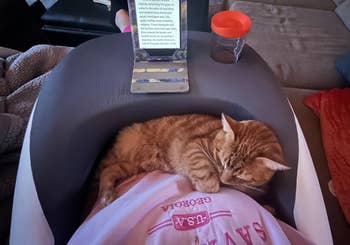 Cat sleeping connected  someone's thigh  with a USA graphic T-shirt, adjacent   a tablet connected  a basal   and a closed integrative  tumbler. Cozy indoor setting