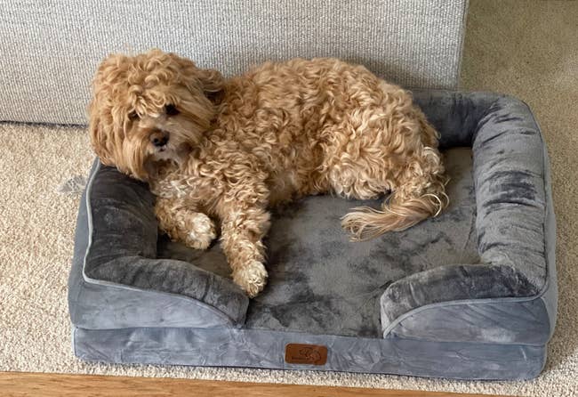 reviewer photo of their cockapoo on the orthopedic bed