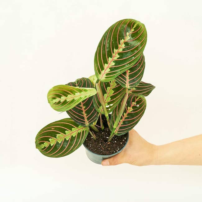 hand holding a red prayer plant with red veins