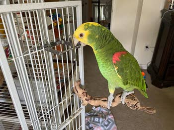 A reviewer's green and yellow bird playing with the spinner attached to its cage