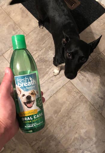 the bottle of water additive held up in front of a dog