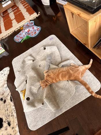 37 Must-Have Products For Multi-Cat Households