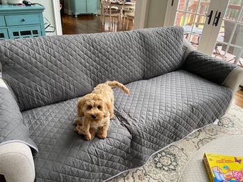 reviewer's golden doodle dog on a couch that has the gray/charcoal cover on it